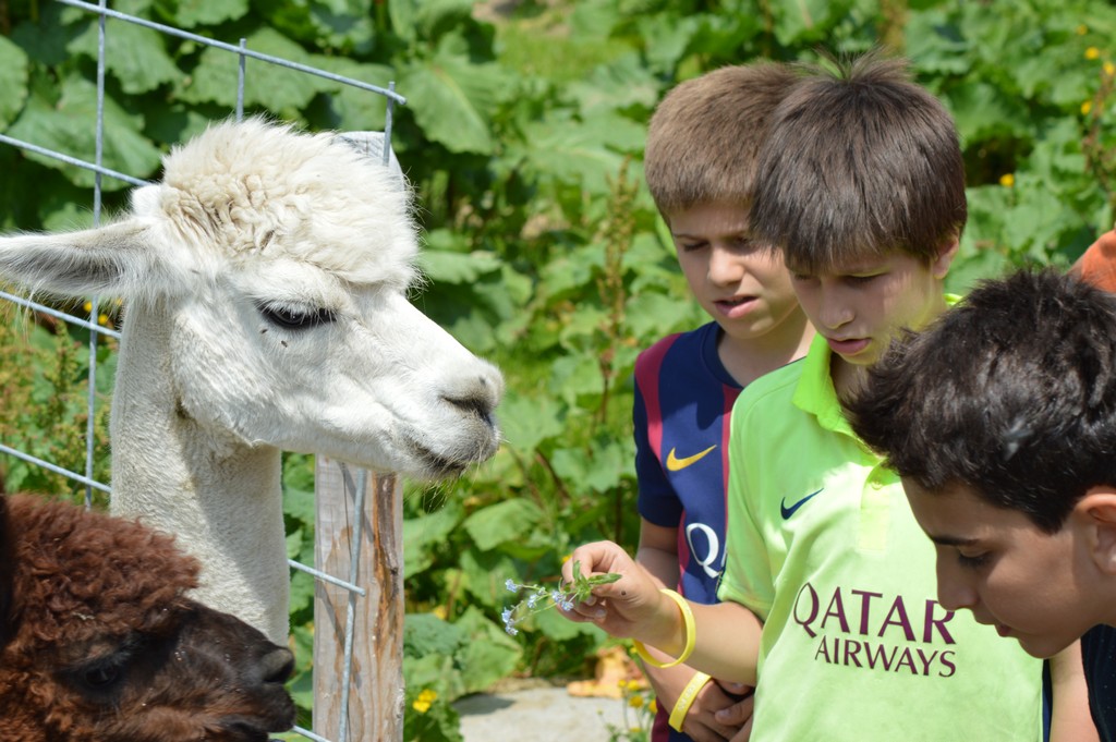 Village Camps International Summer Camp Leysin, Switzerland 2025-08-09 https://www.villagecamps.com/journals_admin/images/1586-7513-DSC_1959.jpg