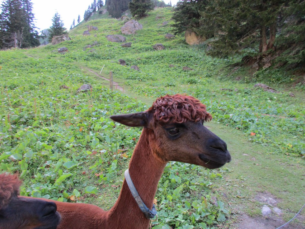 Village Camps International Summer Camp Leysin, Switzerland 2025-08-09 https://www.villagecamps.com/journals_admin/images/1637-9504-IMG_0302.jpg Village Camps International Summer Camp Leysin, Switzerland 2025-08-09 https://www.villagecamps.com/journals_admin/images/1637-9504-IMG_0302.jpg