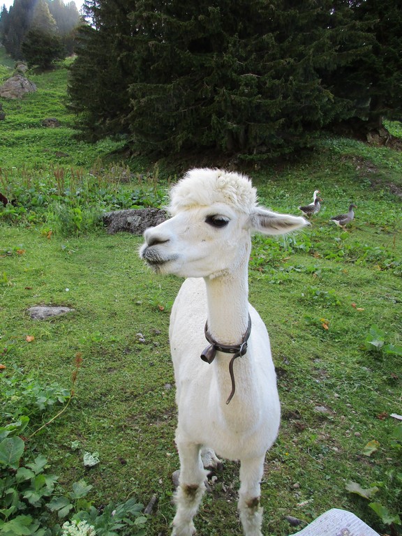 Village Camps International Summer Camp Leysin, Switzerland 2026-08-15 https://www.villagecamps.com/journals_admin/images/1637-9533-IMG_0306.jpg