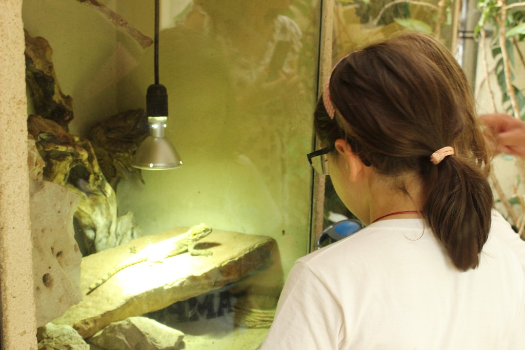 Village Camps International Summer Camp Leysin, Switzerland 2025-08-09 https://www.villagecamps.com/journals_admin/images/1790-1371-IMG_8035.jpg