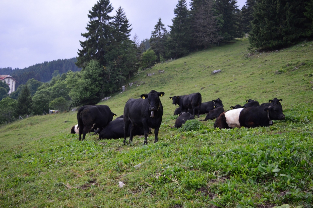 Village Camps International Summer Camp Leysin, Switzerland 2025-08-09 https://www.villagecamps.com/journals_admin/images/1791-0284-DSC_2355.jpg