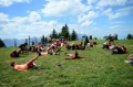 Village Camps International Summer Camp Leysin, Switzerland 2017-08-04