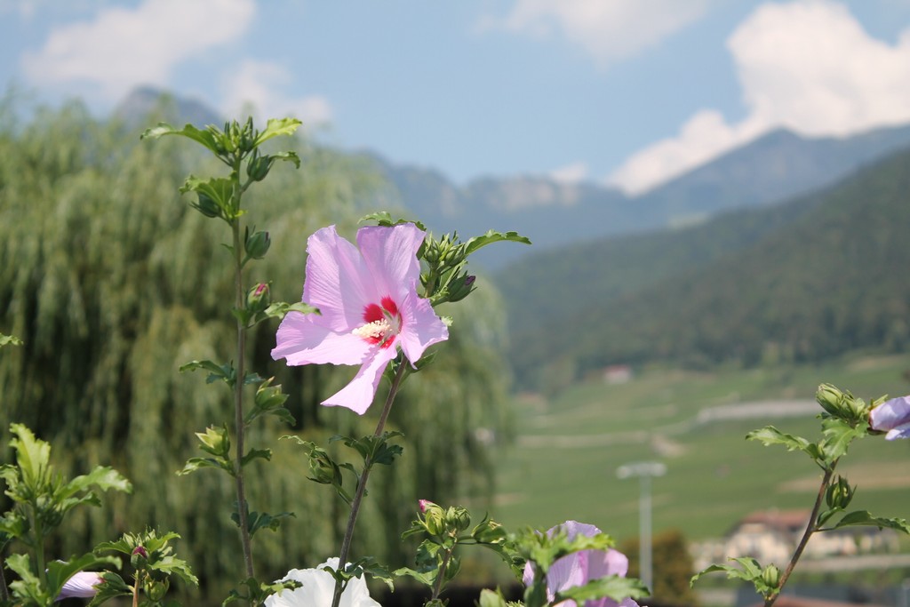 Village Camps International Summer Camp Leysin, Switzerland 2025-08-09 https://www.villagecamps.com/journals_admin/images/2108-4770-IMG_4394.jpg