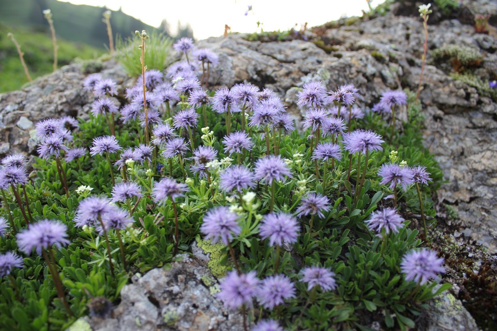 Village Camps International Summer Camp Leysin, Switzerland 2025-08-09 https://www.villagecamps.com/journals_admin/images/2392-8466-IMG_1325.jpg