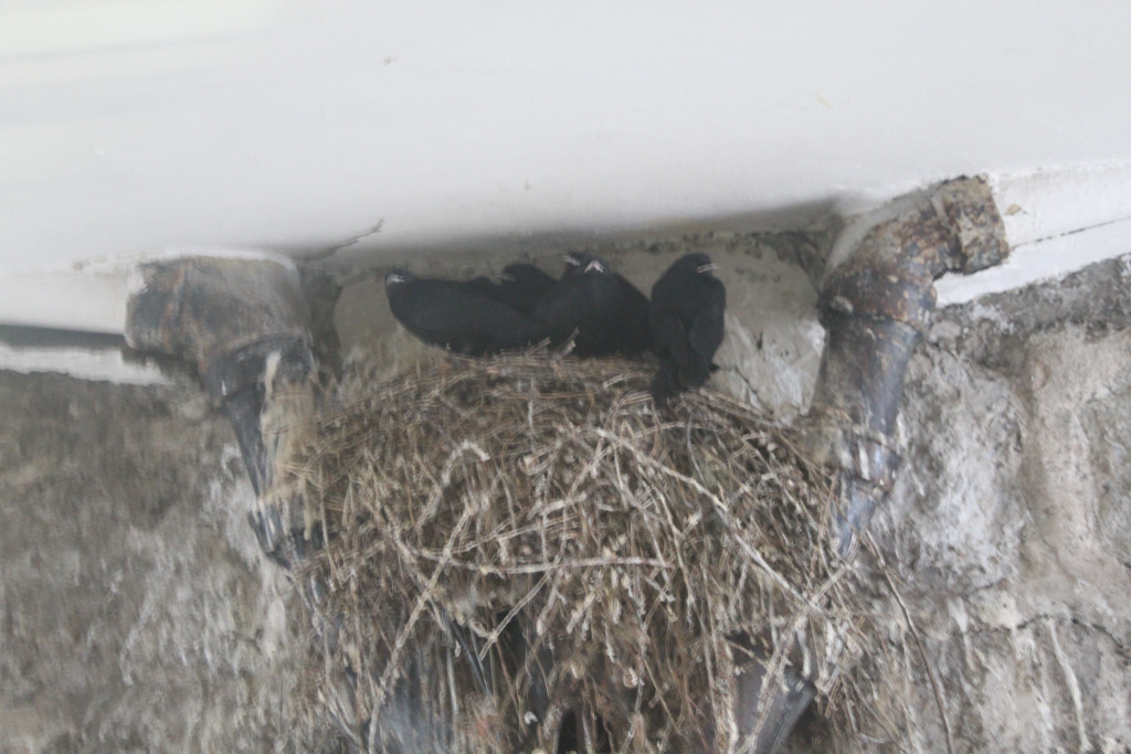 Village Camps International Summer Camp Leysin, Switzerland 2025-08-09 https://www.villagecamps.com/journals_admin/images/2475-1953-IMG_6645.jpg