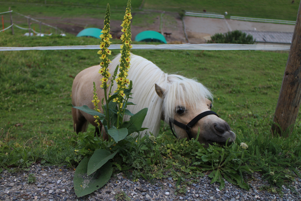Village Camps International Summer Camp Leysin, Switzerland 2026-08-15 https://www.villagecamps.com/journals_admin/images/2477-8697-IMG_6967.jpg