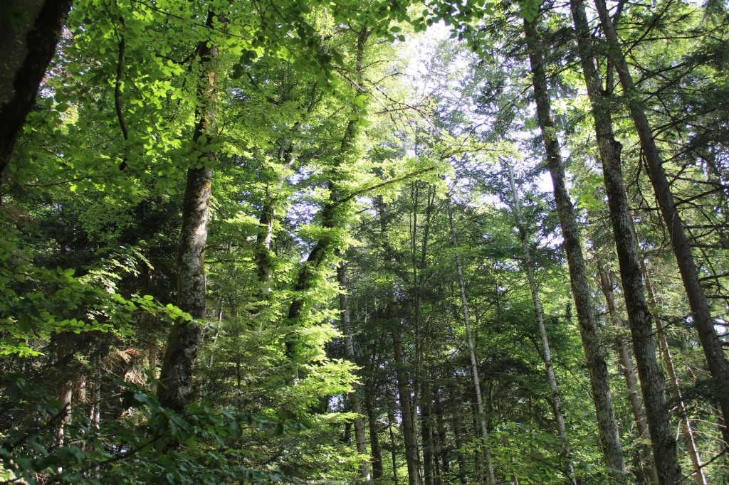 Village Camps International Summer Camp Leysin, Switzerland 2025-08-09 https://www.villagecamps.com/journals_admin/images/2612-4514-VC3.jpg