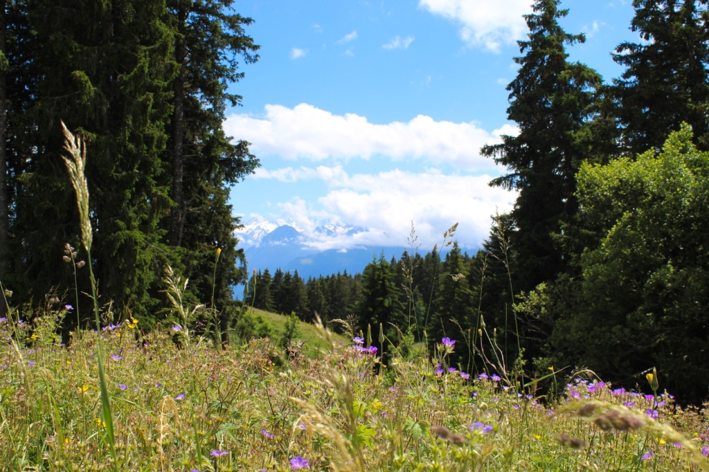 Village Camps International Summer Camp Leysin, Switzerland 2025-08-09 https://www.villagecamps.com/journals_admin/images/2684-6267-IMG_2740.jpg