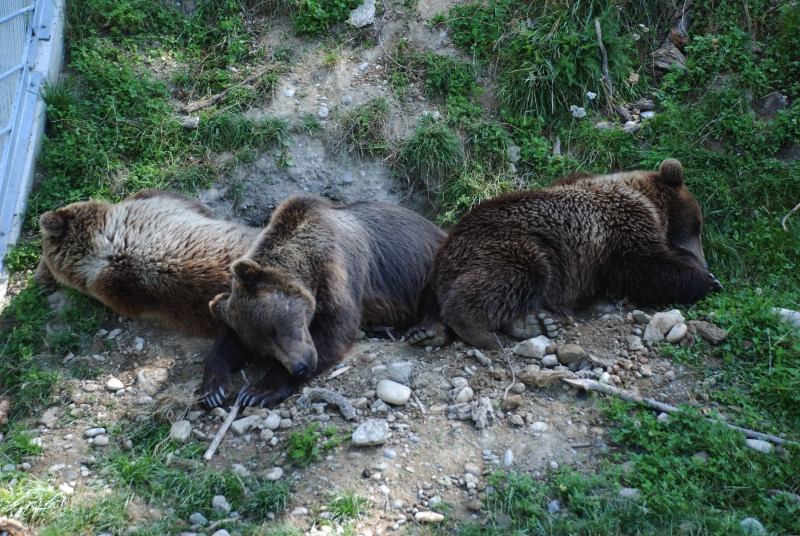 Village Camps International Summer Camp Leysin, Switzerland 2026-07-18 https://www.villagecamps.com/journals_admin/images/412-10-DSC_9189.jpg