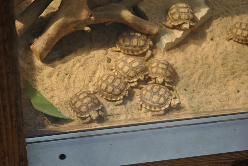 Village Camps International Summer Camp Leysin, Switzerland 2025-08-09 https://www.villagecamps.com/journals_admin/images/592-10-DSC_0347.jpg