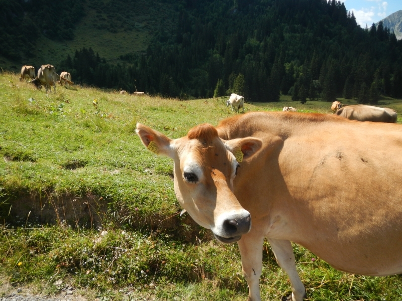 Village Camps International Summer Camp Leysin, Switzerland 2025-08-09 https://www.villagecamps.com/journals_admin/images/617-34-DSCN3619.jpg