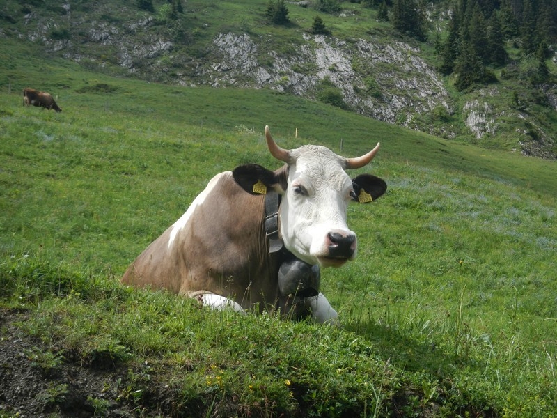 Village Camps International Summer Camp Leysin, Switzerland 2025-08-09 https://www.villagecamps.com/journals_admin/images/668-16-DSCN5147.jpg