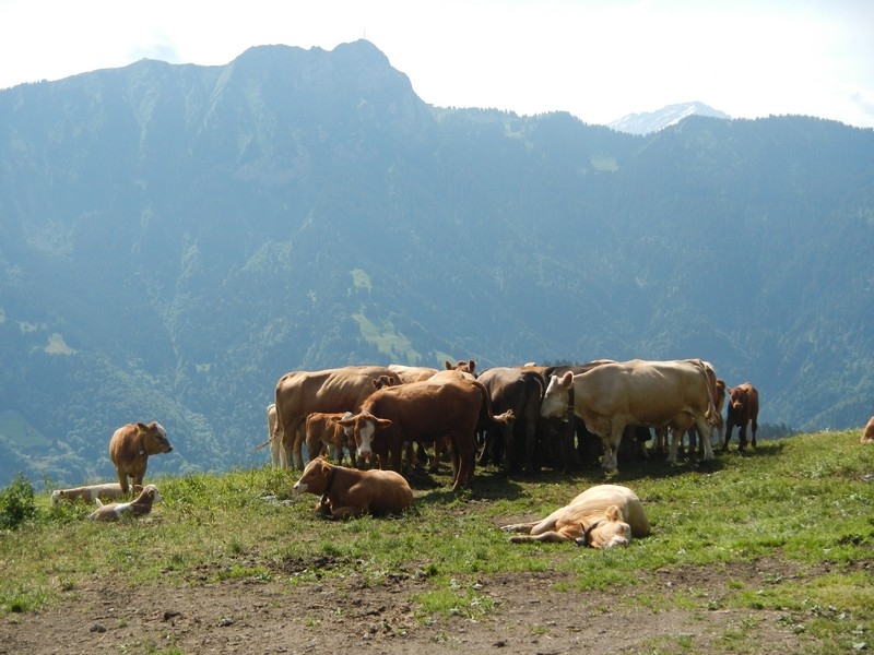 Village Camps International Summer Camp Leysin, Switzerland 2025-08-09 https://www.villagecamps.com/journals_admin/images/943-15-DSCN8474.jpg