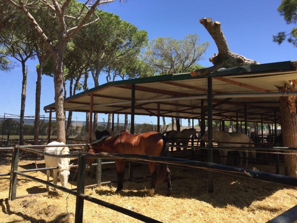 Village Camps International Summer Camp Chiclana, Spain 2017-07-28 https://www.villagecamps.com/journals_admin/images/1822-1765-IMG_7100.jpg Village Camps International Summer Camp Chiclana, Spain 2017-07-28 https://www.villagecamps.com/journals_admin/images/1822-1765-IMG_7100.jpg