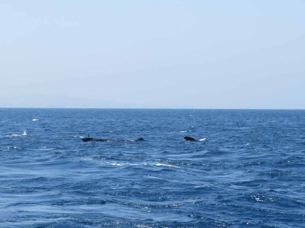 Village Camps International Summer Camp Chiclana, Spain 2017-07-28 https://www.villagecamps.com/journals_admin/images/1828-3572-IMG_5320.jpg