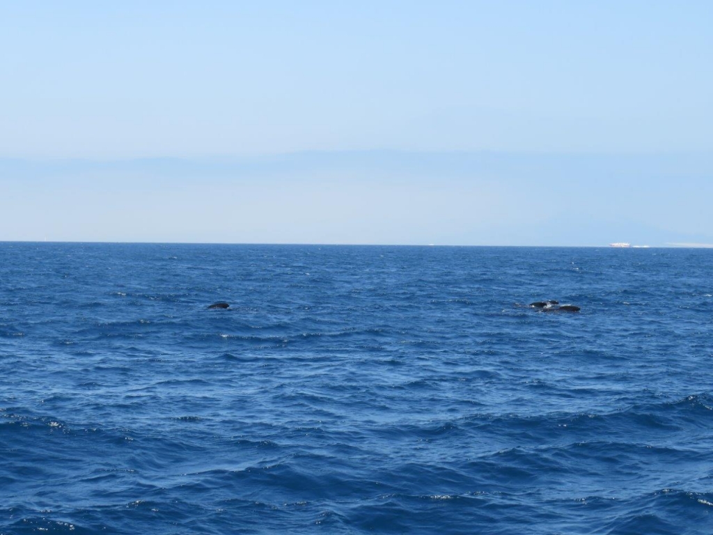 Village Camps International Summer Camp Chiclana, Spain 2017-07-28 https://www.villagecamps.com/journals_admin/images/1828-6296-IMG_5330.jpg