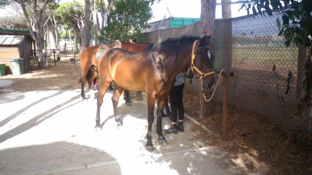 Village Camps International Summer Camp Chiclana, Spain 2017-07-28 https://www.villagecamps.com/journals_admin/images/1831-1124-P_20170712_102107.jpg