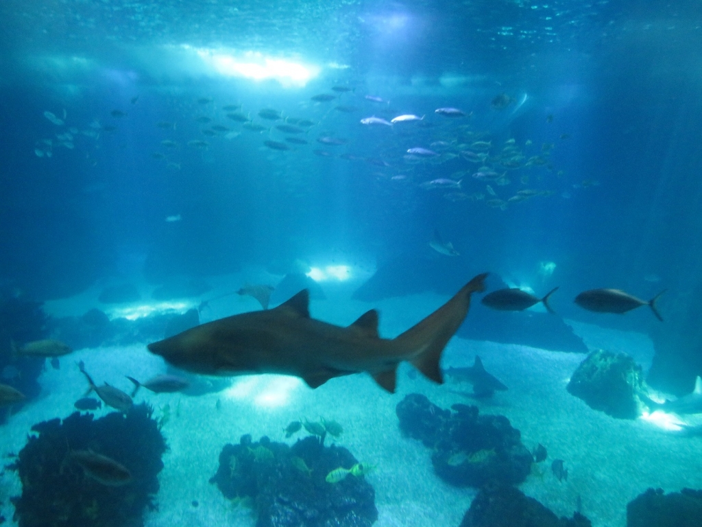 Village Camps International Summer Camp Santa Cruz, Portugal 2025-07-25 https://www.villagecamps.com/journals_admin/images/2078-2624-IMG_4811.jpg