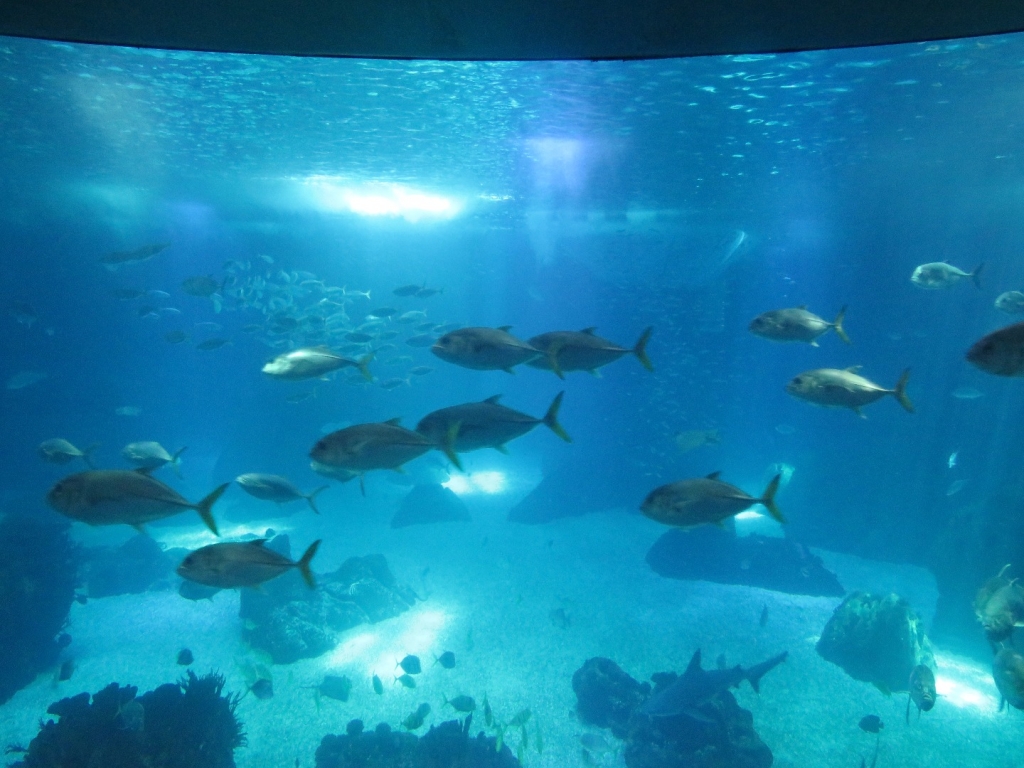 Village Camps International Summer Camp Santa Cruz, Portugal 2025-07-25 https://www.villagecamps.com/journals_admin/images/2078-2624-IMG_4812.jpg