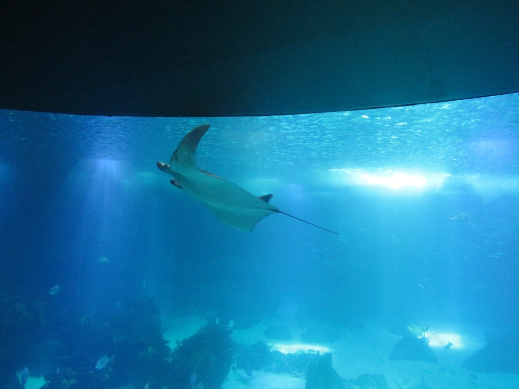 Village Camps International Summer Camp Santa Cruz, Portugal 2025-07-25 https://www.villagecamps.com/journals_admin/images/2078-2627-IMG_4813.jpg