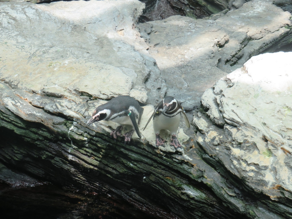 Village Camps International Summer Camp Santa Cruz, Portugal 2025-07-25 https://www.villagecamps.com/journals_admin/images/2078-2651-IMG_4837.jpg