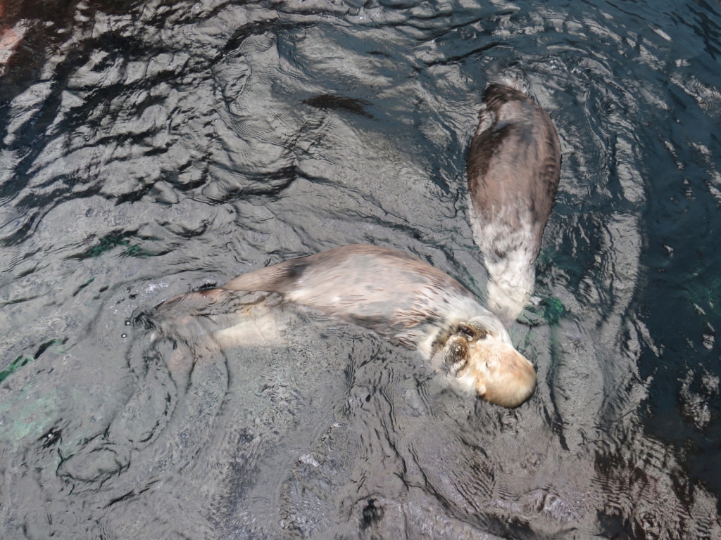 Village Camps International Summer Camp Santa Cruz, Portugal 2025-07-25 https://www.villagecamps.com/journals_admin/images/2078-2651-IMG_4852.jpg