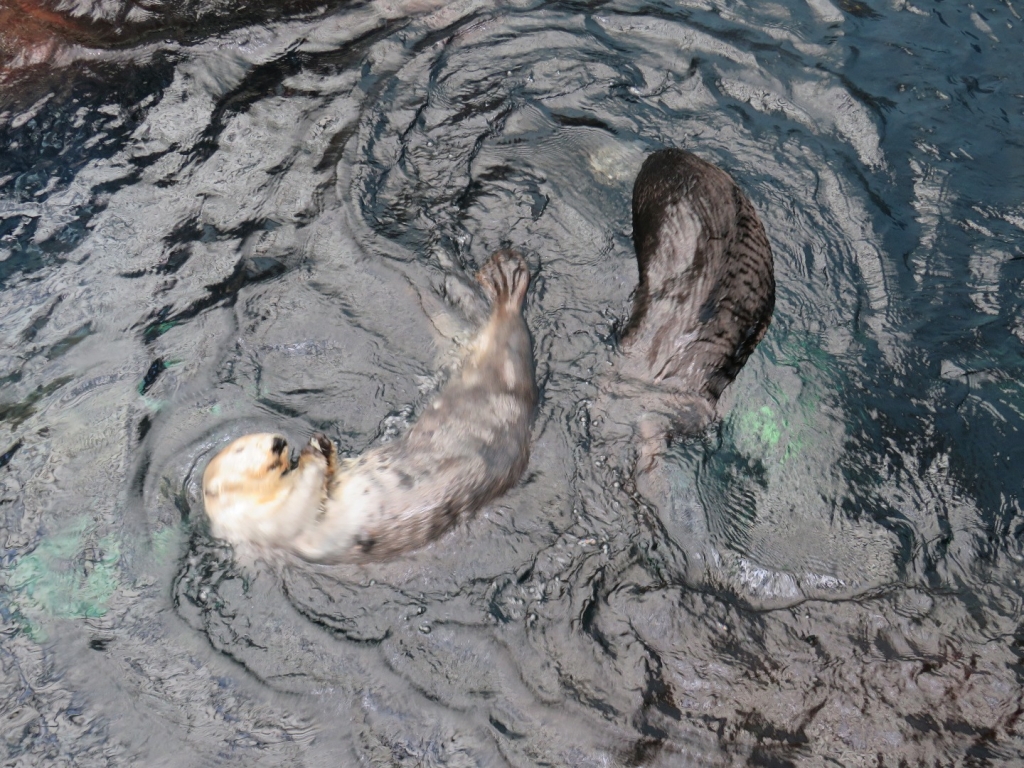 Village Camps International Summer Camp Santa Cruz, Portugal 2025-07-25 https://www.villagecamps.com/journals_admin/images/2078-2663-IMG_4851.jpg