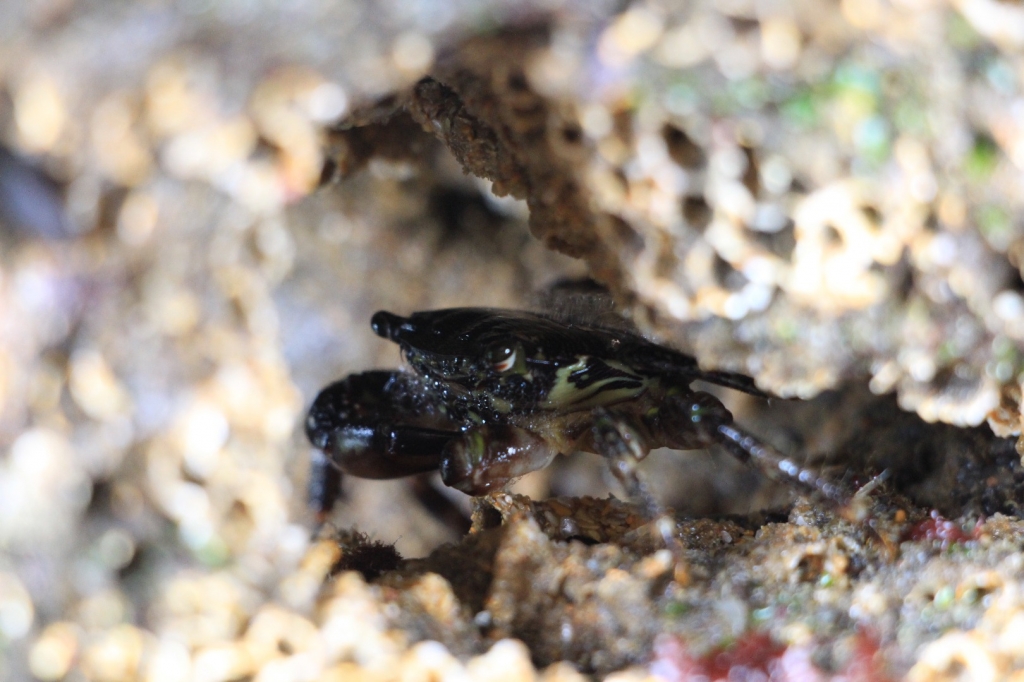 Village Camps International Summer Camp Santa Cruz, Portugal 2025-07-25 https://www.villagecamps.com/journals_admin/images/2079-3203-IMG_9109.jpg