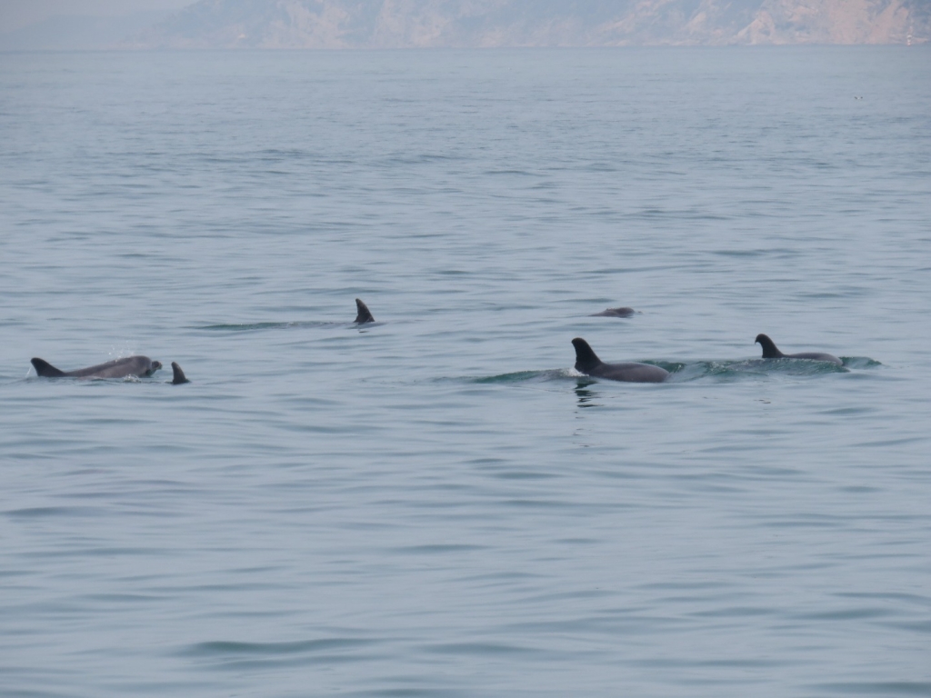 Village Camps International Summer Camp Santa Cruz, Portugal 2025-07-25 https://www.villagecamps.com/journals_admin/images/2084-2944-IMG_6130.jpg