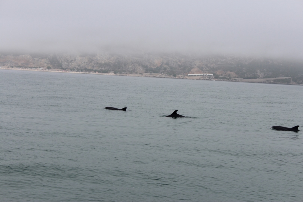 Village Camps International Summer Camp Santa Cruz, Portugal 2025-07-25 https://www.villagecamps.com/journals_admin/images/2263-7941-IMG_2493.jpg