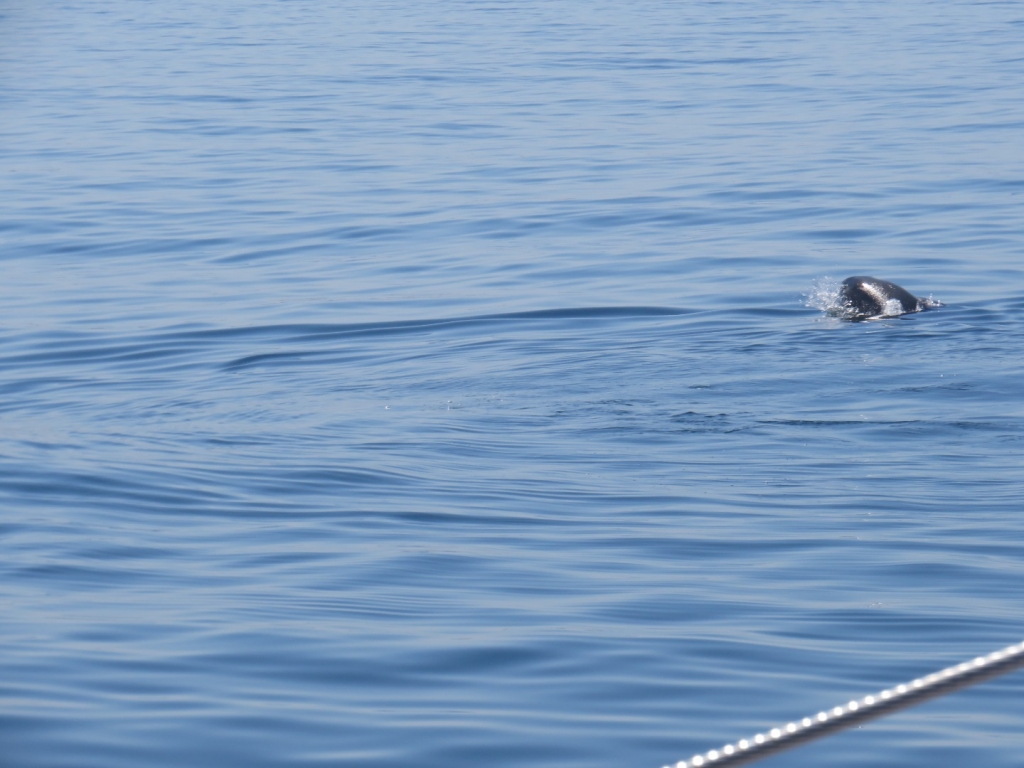 Village Camps International Summer Camp Santa Cruz, Portugal 2025-07-25 https://www.villagecamps.com/journals_admin/images/2371-4846-IMG_8910.jpg