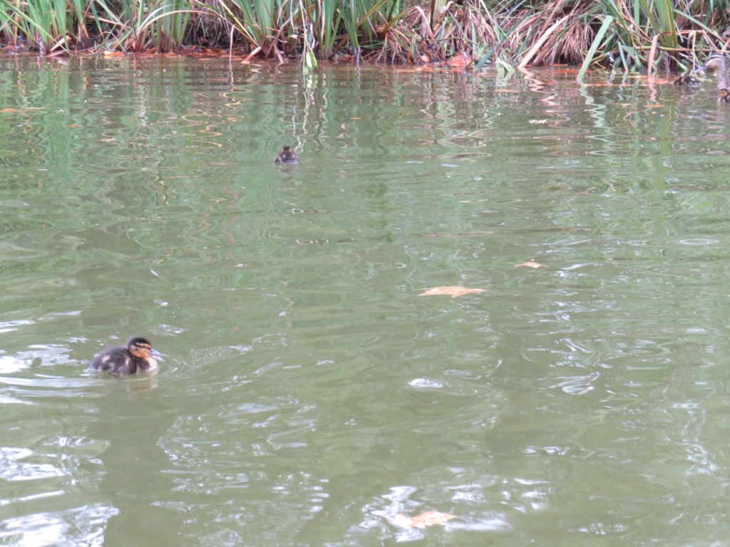 Village Camps International Summer Camp Santa Cruz, Portugal 2025-07-25 https://www.villagecamps.com/journals_admin/images/2421-4006-IMG_9601.jpg