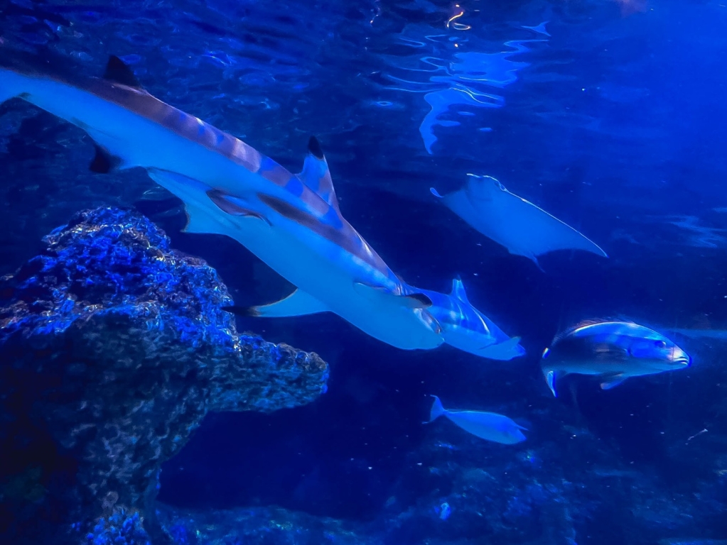 Village Camps International Summer Camp England 2024-07-27 https://www.villagecamps.com/journals_admin/images/2714-0653-2e4d9b0e-09aa-4d4d-9717-b65c750028fb-2.jpg