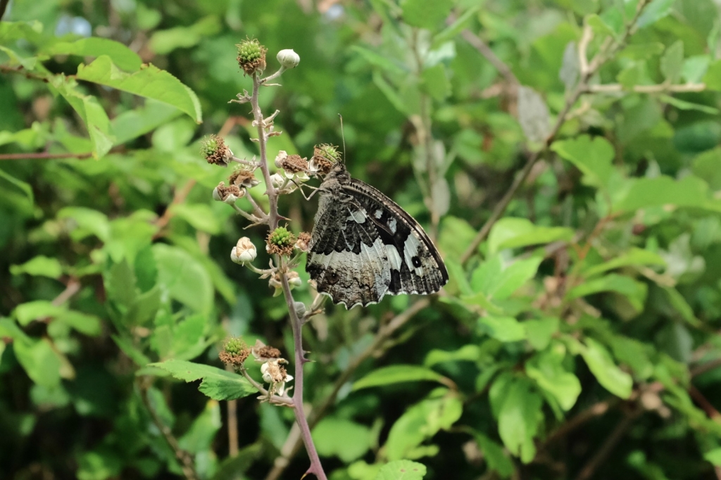 Village Camps International Summer Camp Ardèche, France 2019-07-26 https://www.villagecamps.com/journals_admin/images/1482-2089-DSCF6167.jpg Village Camps International Summer Camp Ardèche, France 2019-07-26 https://www.villagecamps.com/journals_admin/images/1482-2089-DSCF6167.jpg