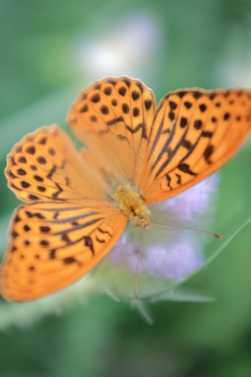 Village Camps International Summer Camp Ardèche, France 2019-07-26 https://www.villagecamps.com/journals_admin/images/1498-9382-DSCF0456.jpg Village Camps International Summer Camp Ardèche, France 2019-07-26 https://www.villagecamps.com/journals_admin/images/1498-9382-DSCF0456.jpg