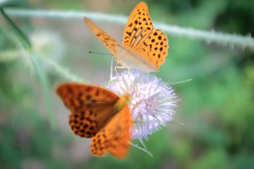 Village Camps International Summer Camp Ardèche, France 2019-07-26 https://www.villagecamps.com/journals_admin/images/1498-9389-DSCF0449.jpg Village Camps International Summer Camp Ardèche, France 2019-07-26 https://www.villagecamps.com/journals_admin/images/1498-9389-DSCF0449.jpg