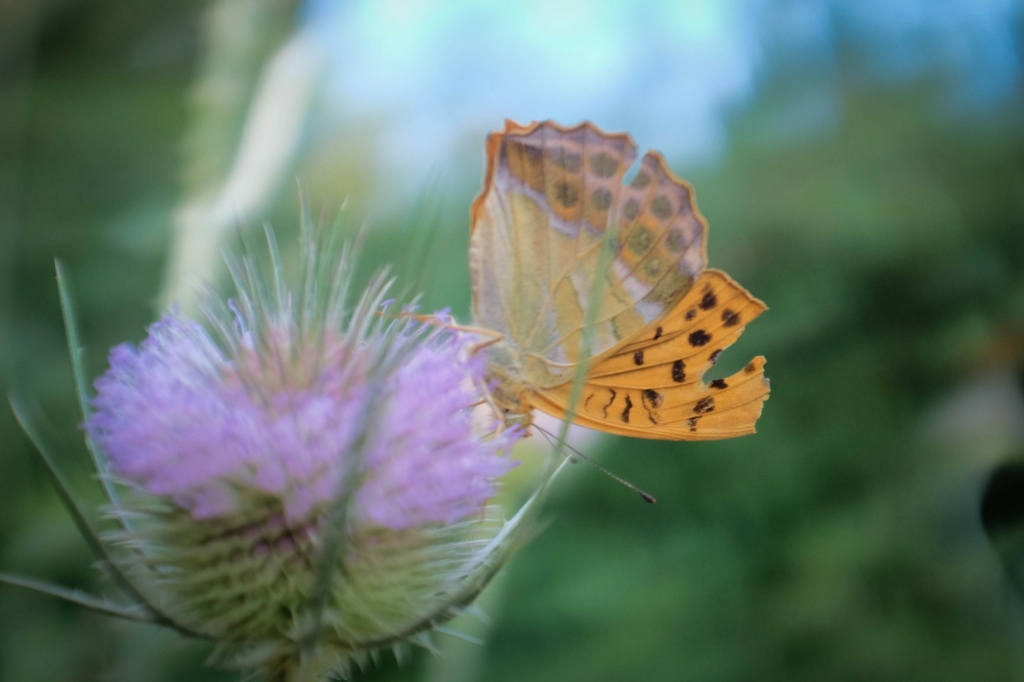 Village Camps International Summer Camp Ard&egrave;che, France 2019-07-26 https://www.villagecamps.com/journals_admin/images/1498-9390-DSCF0447.jpg