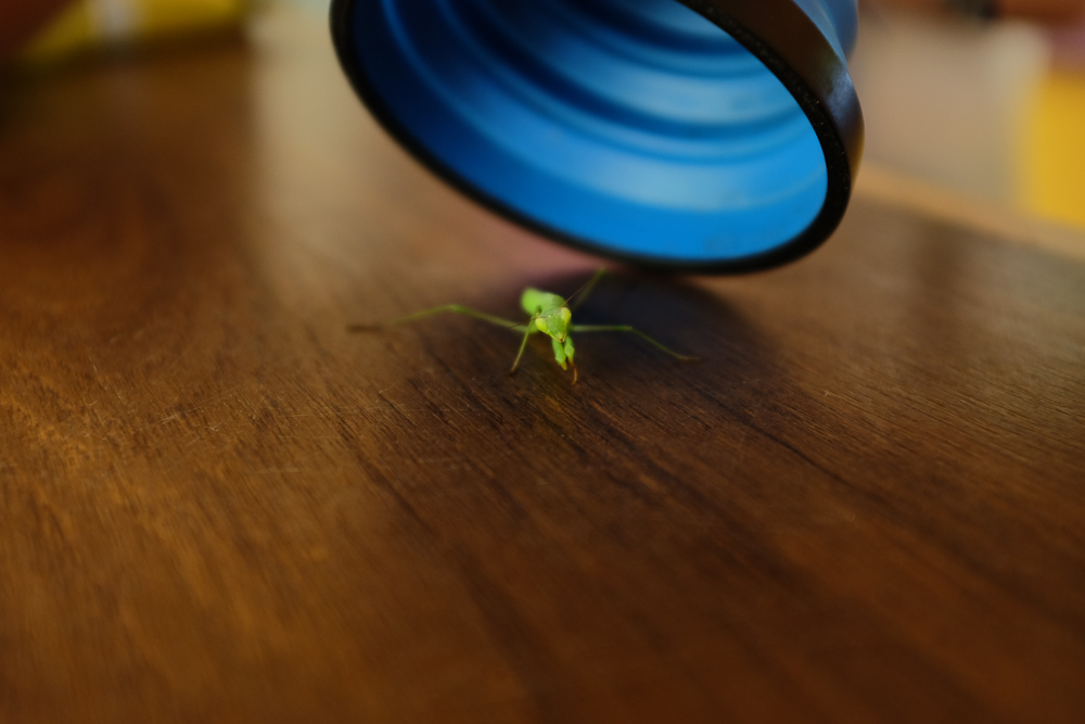 Village Camps International Summer Camp Ard&egrave;che, France 2019-07-26 https://www.villagecamps.com/journals_admin/images/1723-8528-DSCF8179.jpg