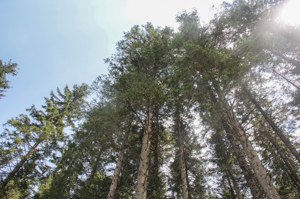 Village Camps International Summer Camp Zell am See, Austria 2025-07-26 https://www.villagecamps.com/journals_admin/images/1372-1660-IMG_9860.jpg