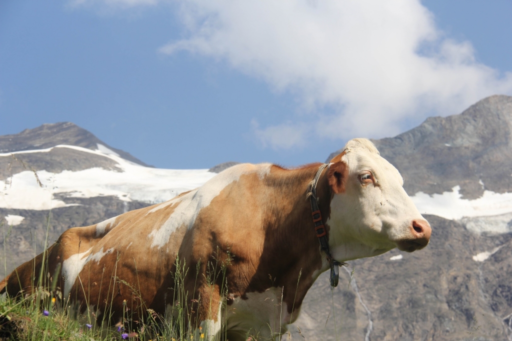 Village Camps International Summer Camp Zell am See, Austria 2025-07-26 https://www.villagecamps.com/journals_admin/images/1374-1435-IMG_0666.jpg