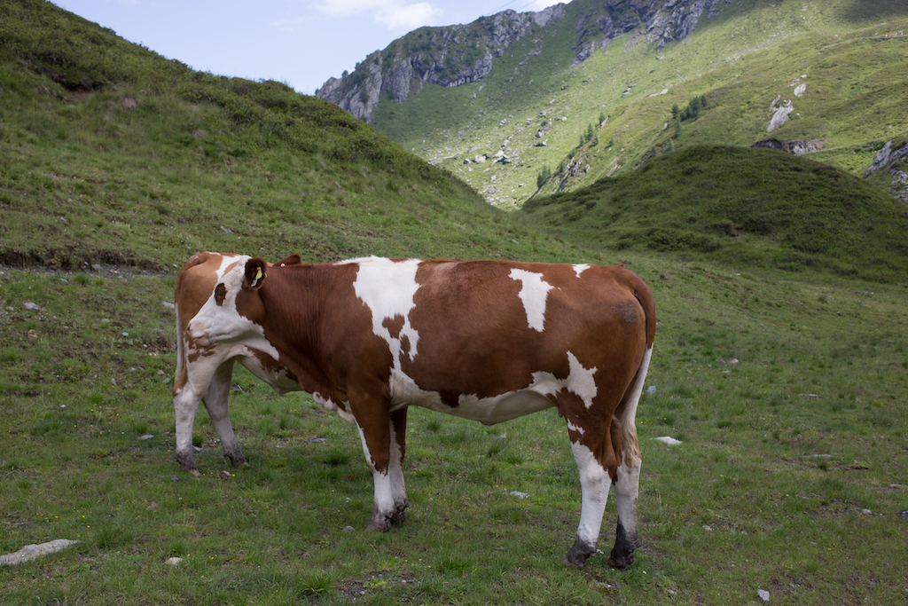 Village Camps International Summer Camp Zell am See, Austria 2025-07-26 https://www.villagecamps.com/journals_admin/images/1869-4292-_MG_5756.jpg