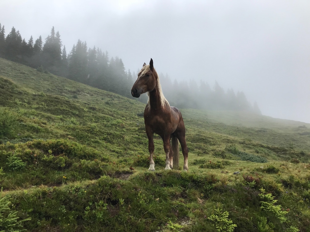 Village Camps International Summer Camp Zell am See, Austria 2025-07-26 https://www.villagecamps.com/journals_admin/images/2037-1629-IMG_9151.jpg