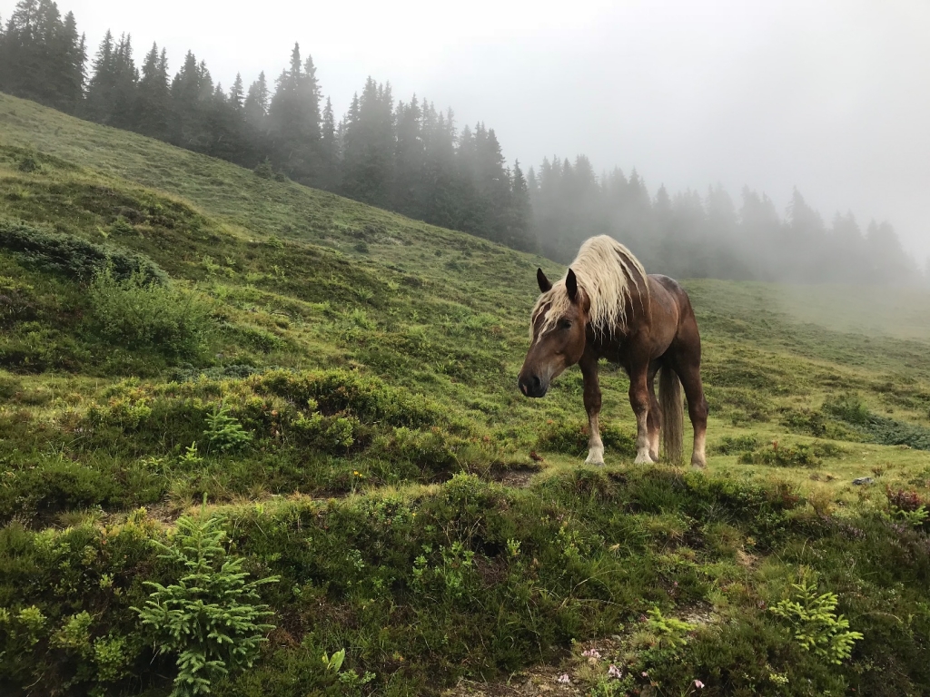 Village Camps International Summer Camp Zell am See, Austria 2025-07-26 https://www.villagecamps.com/journals_admin/images/2037-1633-IMG_9153.jpg