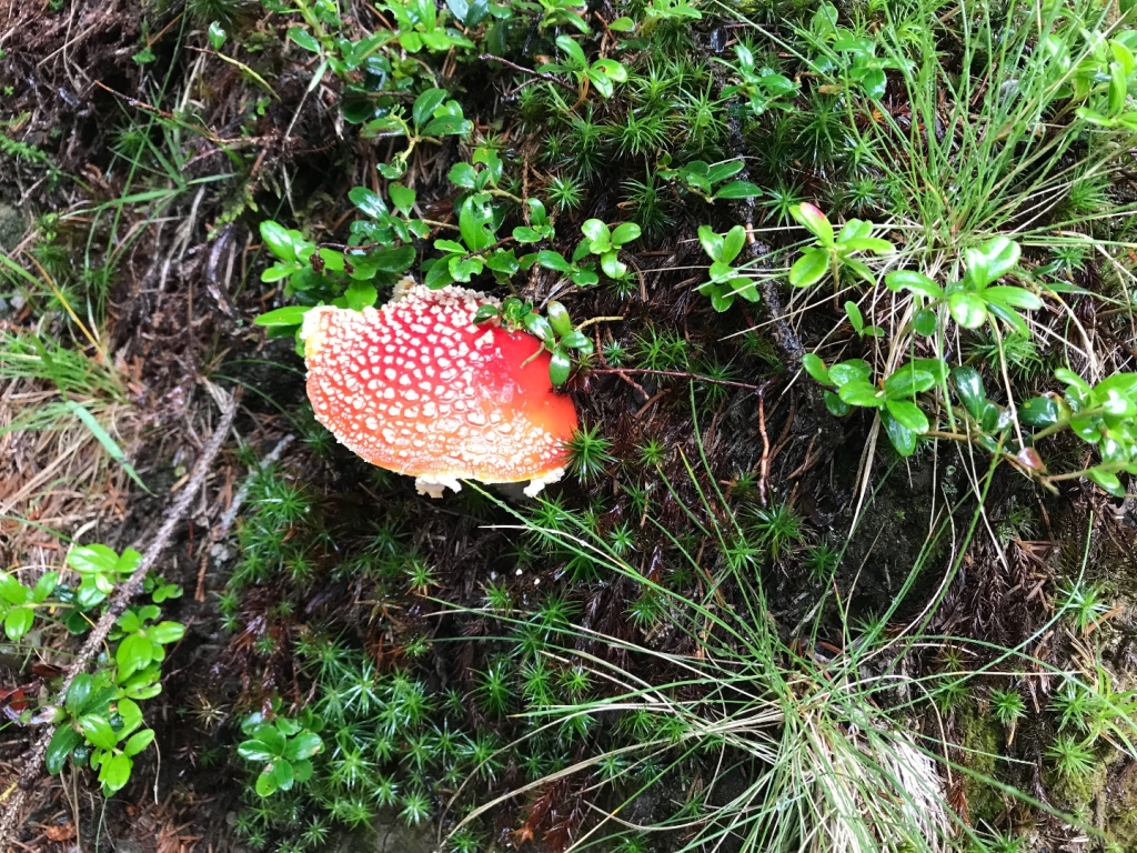 Village Camps International Summer Camp Zell am See, Austria 2025-07-26 https://www.villagecamps.com/journals_admin/images/2037-1637-IMG_9156.jpg