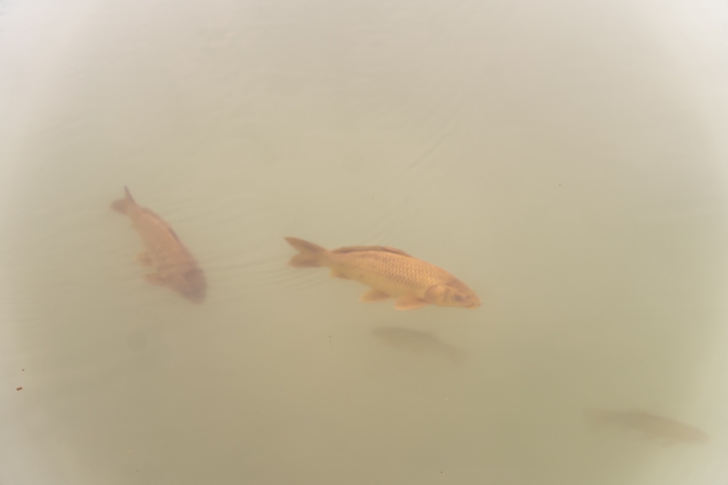 Village Camps International Summer Camp Zell am See, Austria 2025-07-26 https://www.villagecamps.com/journals_admin/images/2577-1492-12_07_2023_11th_Day_David8Photography_56.jpg