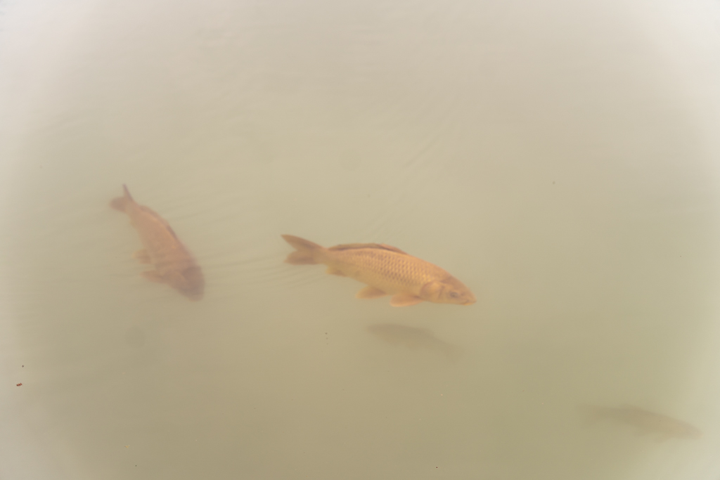 Village Camps International Summer Camp Zell am See, Austria 2025-07-26 https://www.villagecamps.com/journals_admin/images/2577-1982-12_07_2023_11th_Day_David8Photography_56.jpg