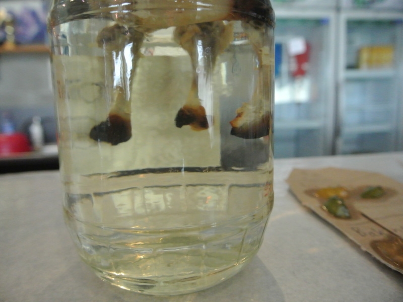 Village Camps International Summer Camp VDC Geneva 2016-08-12 https://www.villagecamps.com/journals_admin/images/1129-34-2014-07-10_101916.jpg