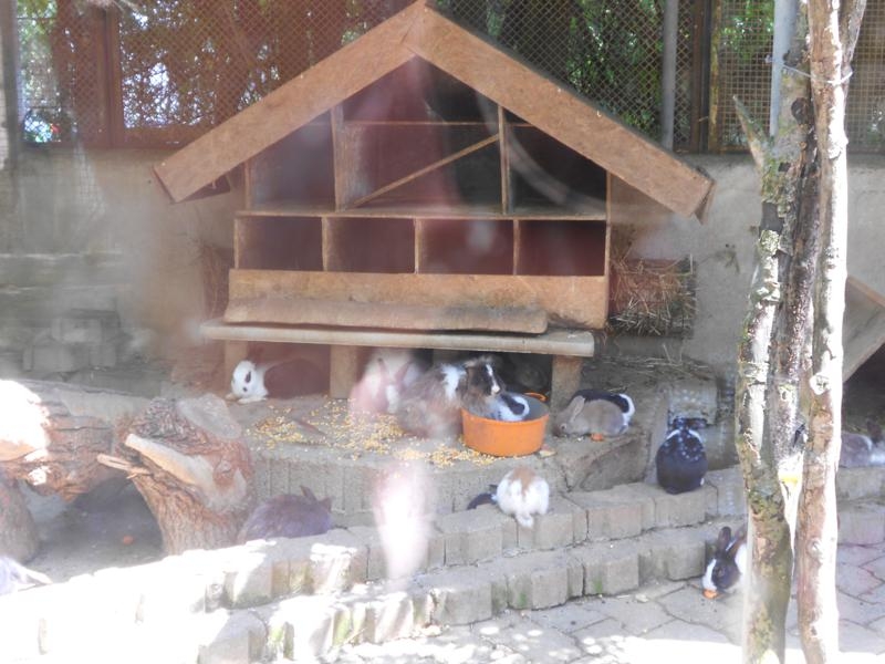 Village Camps International Summer Camp VDC Geneva 2016-08-12 https://www.villagecamps.com/journals_admin/images/567-34-DSCN0822_800x600.jpg