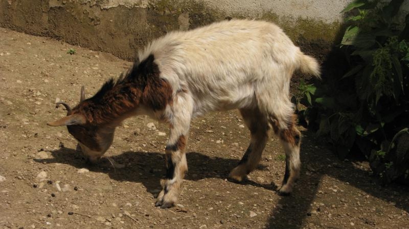 Village Camps International Summer Camp VDC Geneva 2016-08-12 https://www.villagecamps.com/journals_admin/images/579--IMG_9954_800x449.jpg