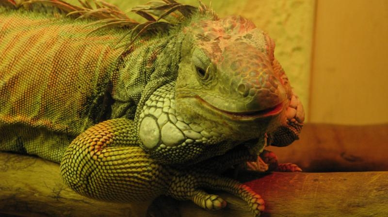 Village Camps International Summer Camp VDC Geneva 2016-08-12 https://www.villagecamps.com/journals_admin/images/579--IMG_9960_800x449.jpg